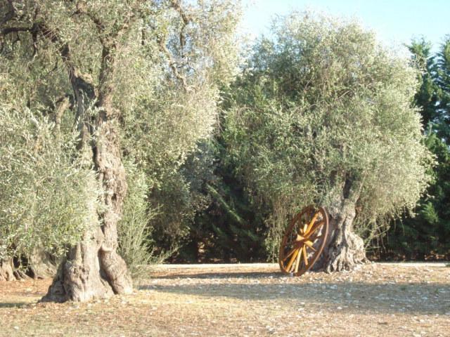 Willa La Piana Di Calena Peschici Pokój zdjęcie